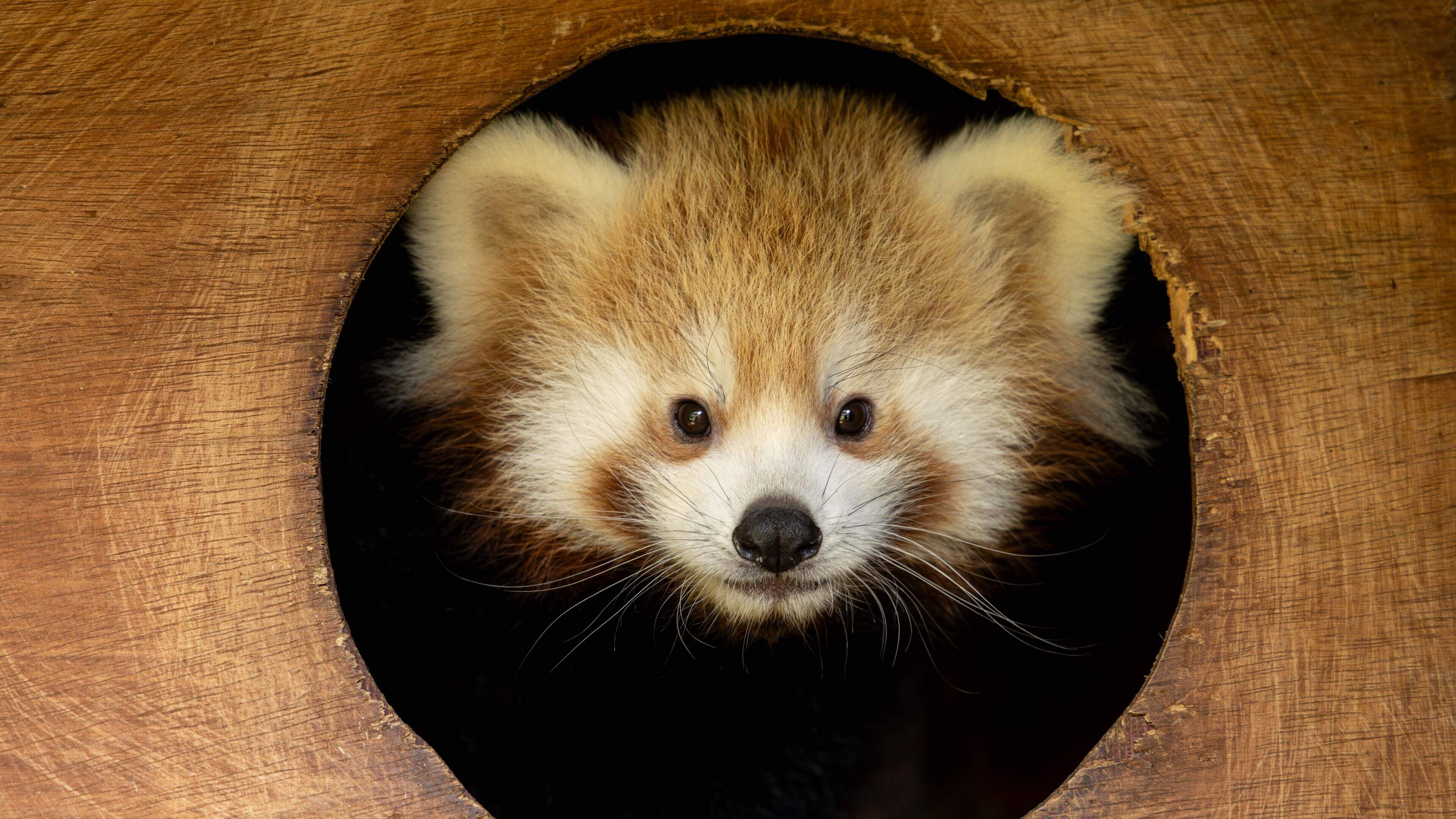 Public invited to name two newborn twin red panda cubs born at Fota Wildlife Park